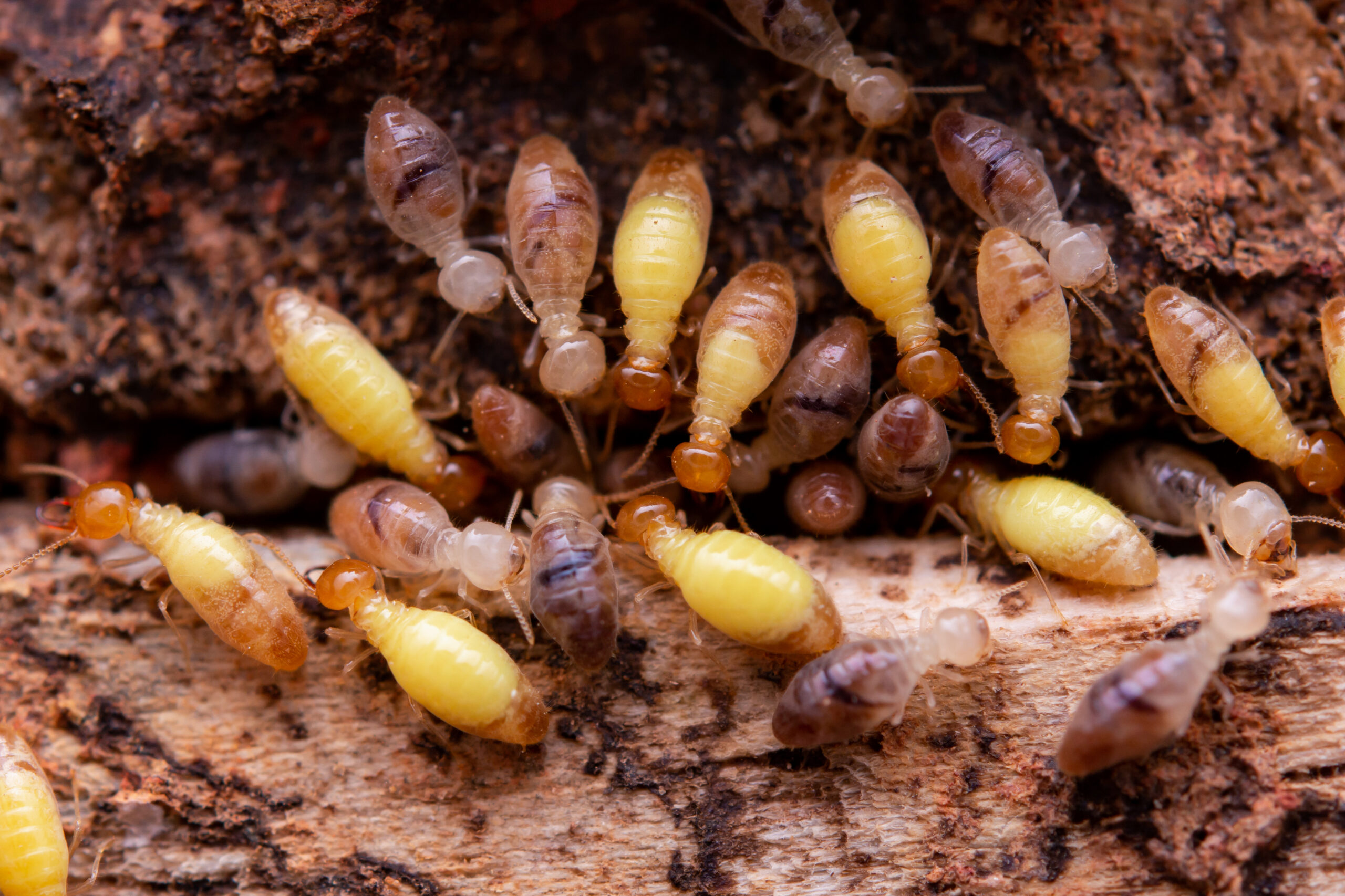 termite control houston